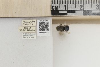 Media type: image;   Entomology 795021 Aspect: Labels